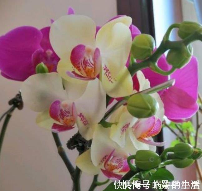 4种真正“开花王”,沾土就活,家里养一盆,招财又纳福!