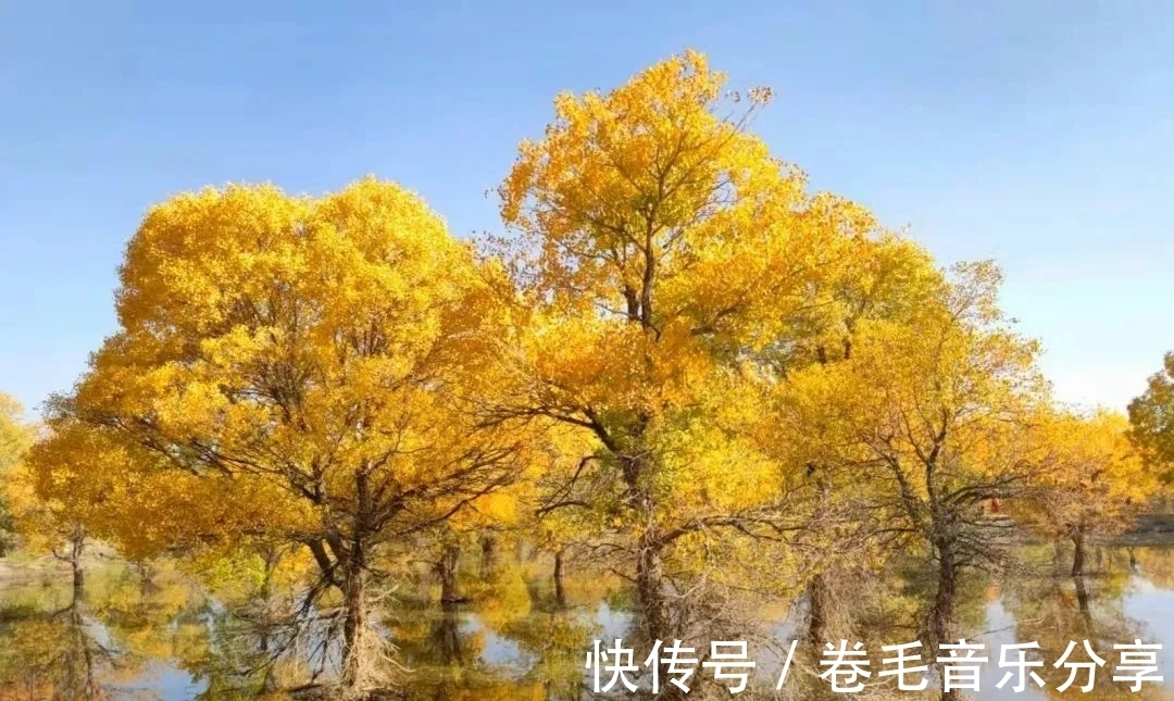 沙漠|金塔胡杨已成景，你确定不来看看吗？