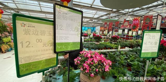 北京开了第一家绿植花卉大超市,就在南三环边上明码标价新鲜实惠