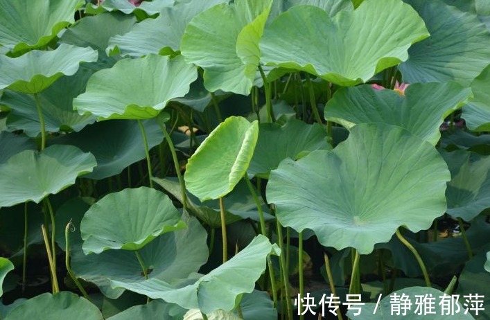 健脾|农村以下几种野菜,美容养颜、健脾除湿,还能提高免疫力