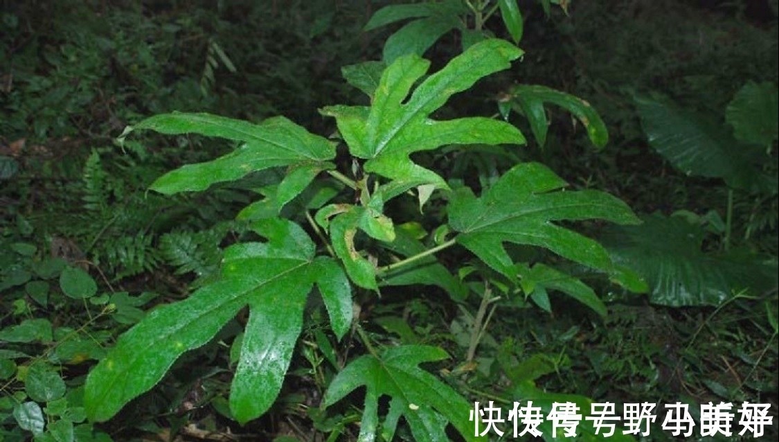 五指毛桃|深山里的“五爪龙”，山里人常吃美味，是女性产后疗养的佳品