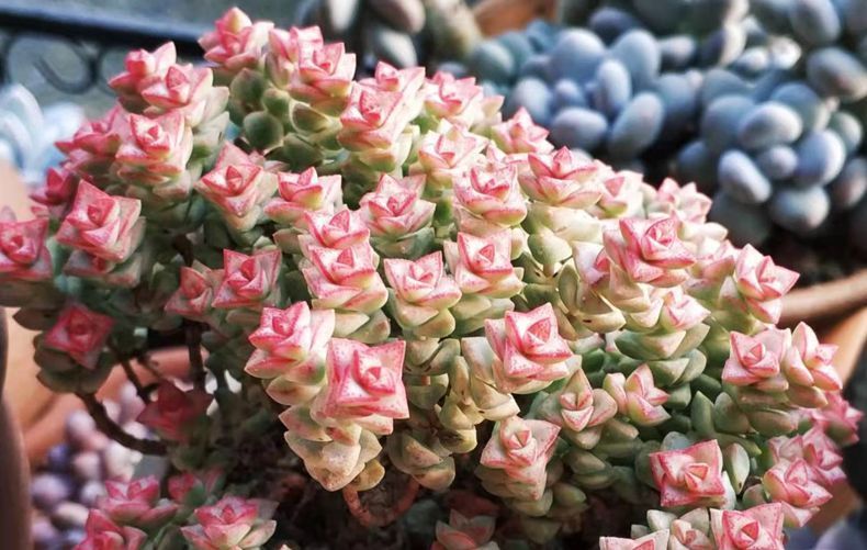 给多肉喷药?请注意7点,要不你可能把多肉喷挂了,自己还出问题