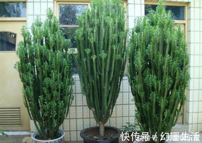 联排别墅|越穷越要养的花,尤其第三种,财运滚滚来,不久就会转运了!