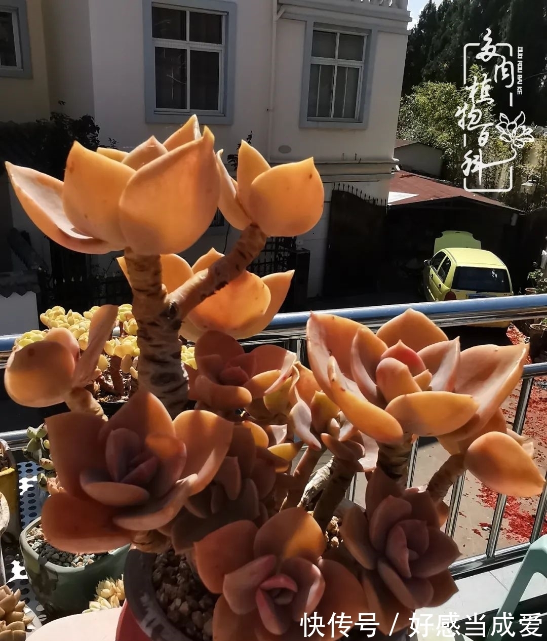 治愈之“肉”:愿所有的养肉人都被这些“胖子们”治愈