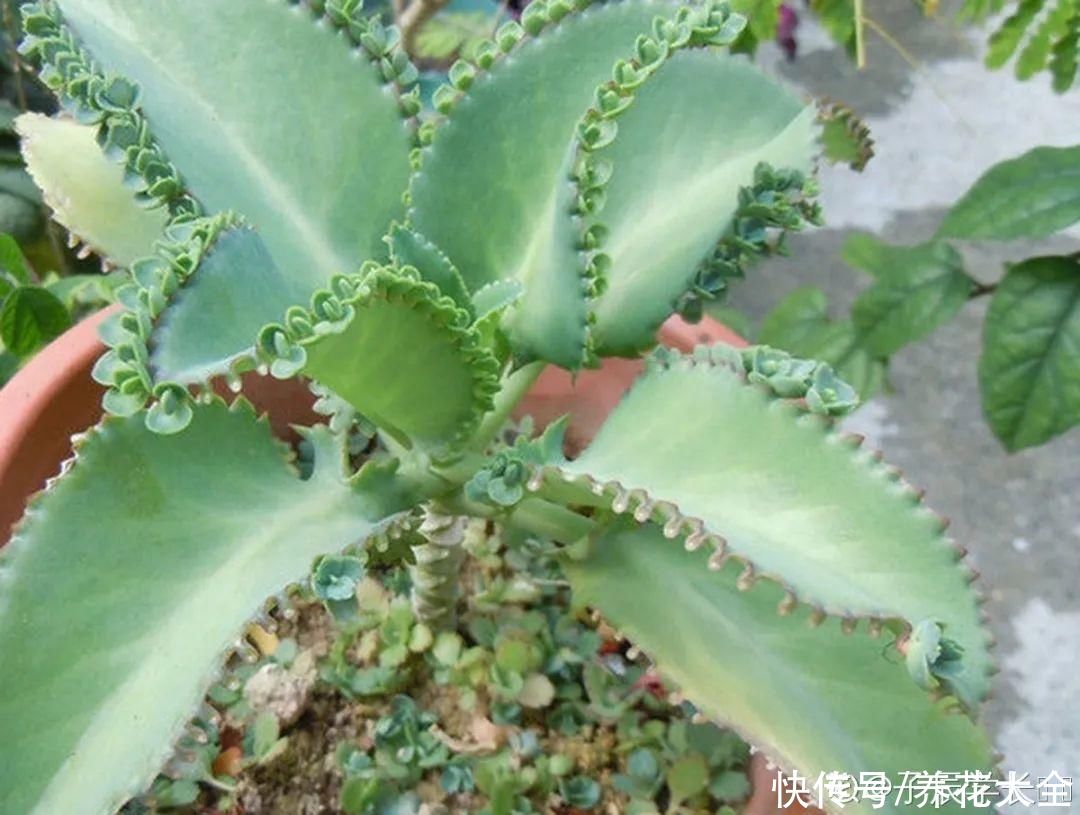 耐旱|10种“养不死”的花，绿萝只能排最后一名，养死3种以上的举手
