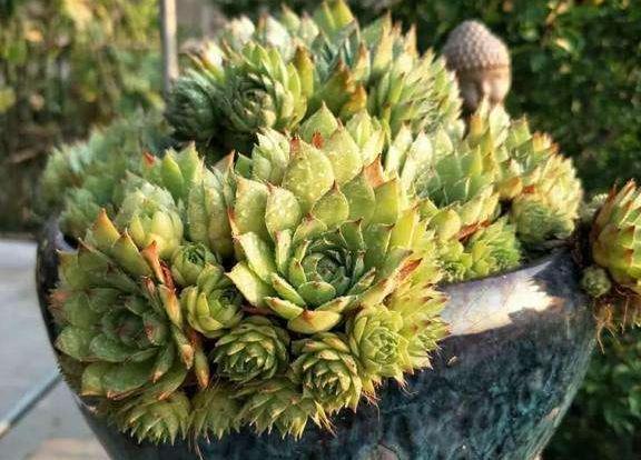 高温天气养观音莲，3个小技巧，侧芽不断长，1个月就爆满盆