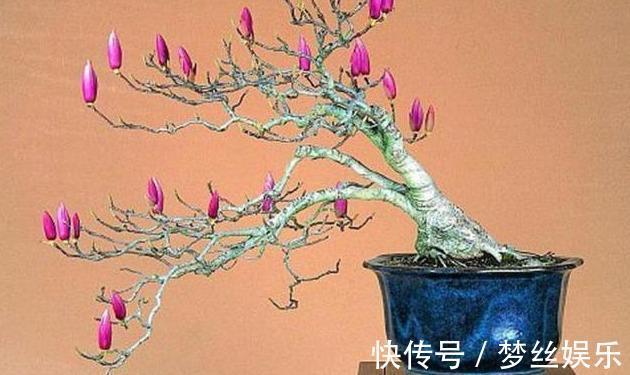 教你玉兰花小老桩的上盆“技巧”,栽种一棵,开花可绚丽了!