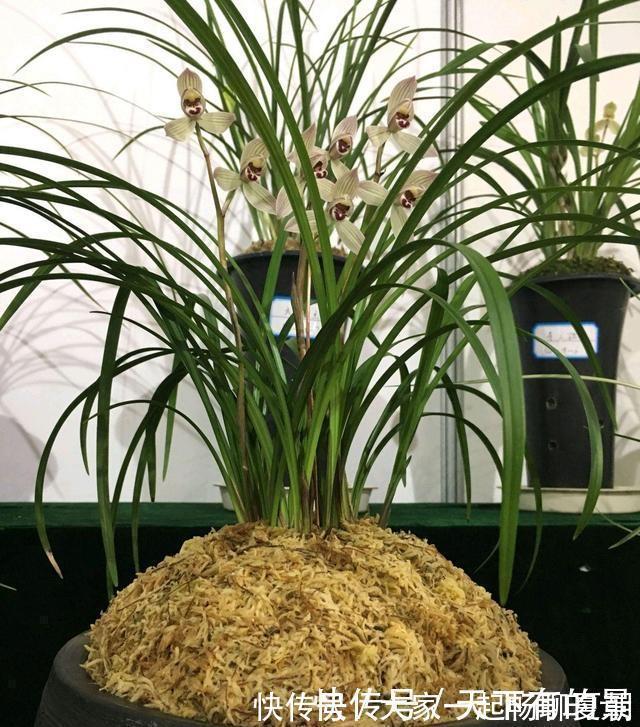 水雾|兰花想多冒芽?养护注意三动作,顺利春化,清香宜人小半年