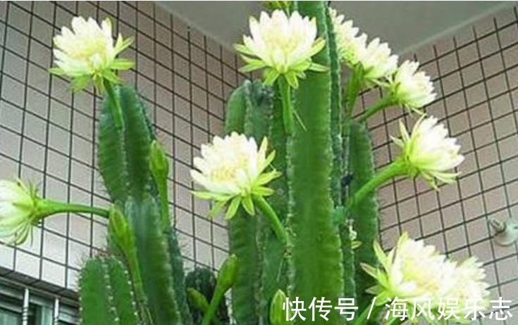 桂花桂花|聪明人都养“3种花”，镇宅旺财添富贵，新的一年好运到，幸福到