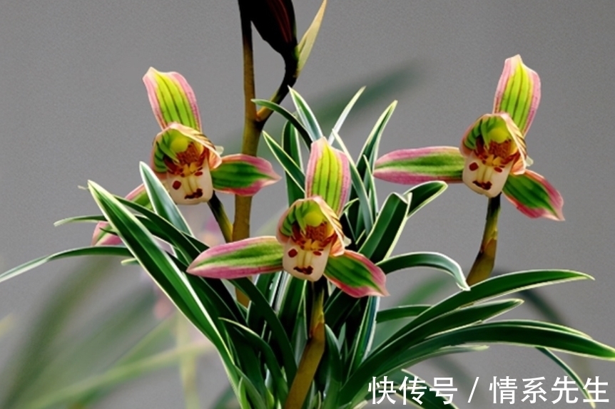 一花双色非常罕见,花香清新,叶带金边,花姿高雅大方,让人沉迷