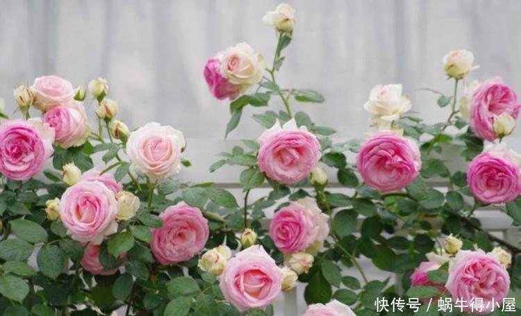 最适合新手养的4种花,花大多又艳,一开就是300多天!