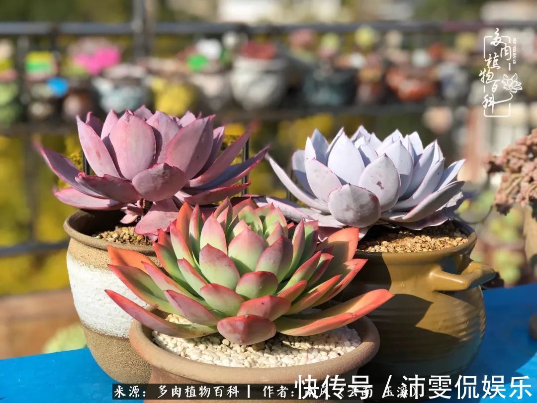 深秋里,种多肉、赏多肉、会肉友,马不停蹄快乐多!