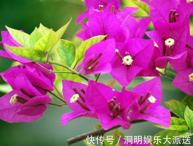 养护|夏天想要养好三角梅，想要它开花不断，几点养护很关键