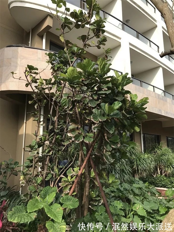 栀子花|北方家里当宝的花,南方大马路上全都是,我酸了!