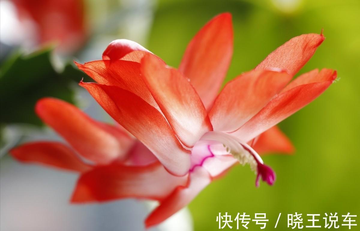 养花7年总结的小经验，希望对你有帮助