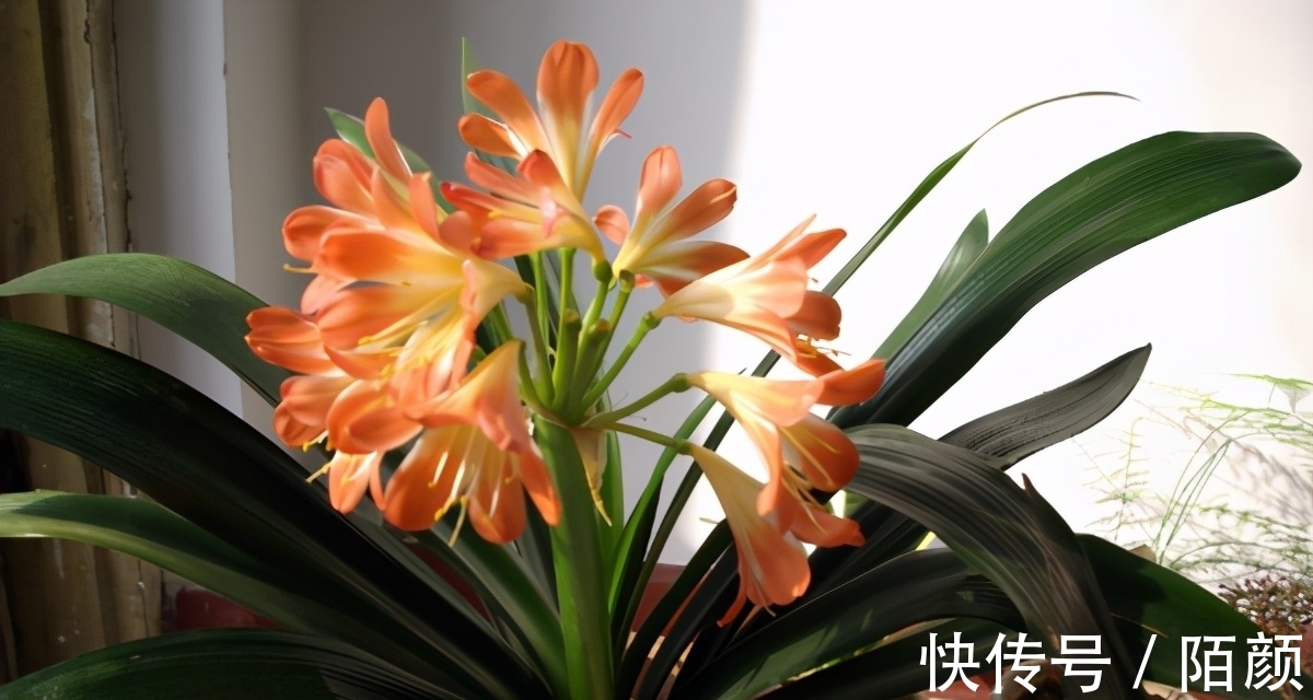 别郁闷,君子兰盆栽不开花了,满足4个条件,花开得停不下来