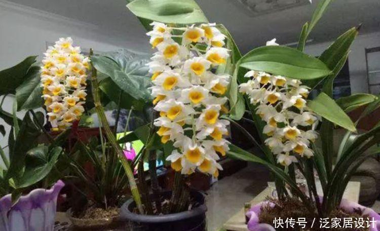 4种花好养易爆盆，四季繁花似锦，姿色艳丽，养在家里超美的