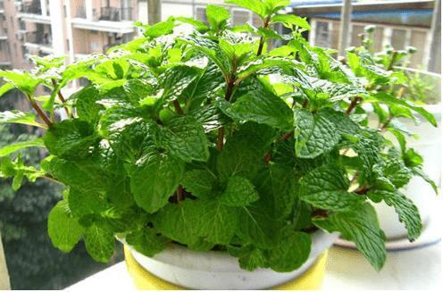 让铜钱草“爆盆”很简单，记住3个字剪、肥、水，叶子挤满盆
