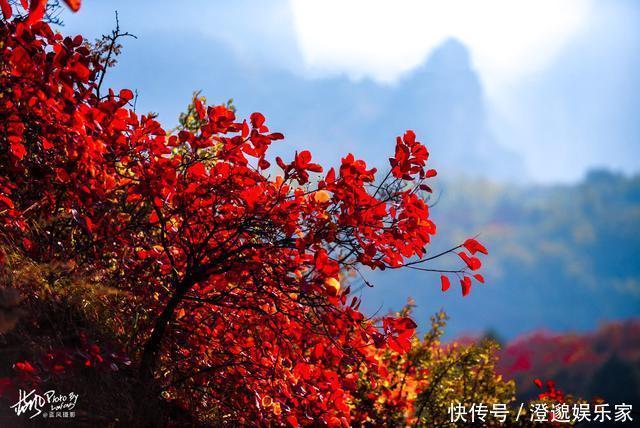 太行山|河南林州，太行山村的诗意秋色，万山红遍村民晒秋忙