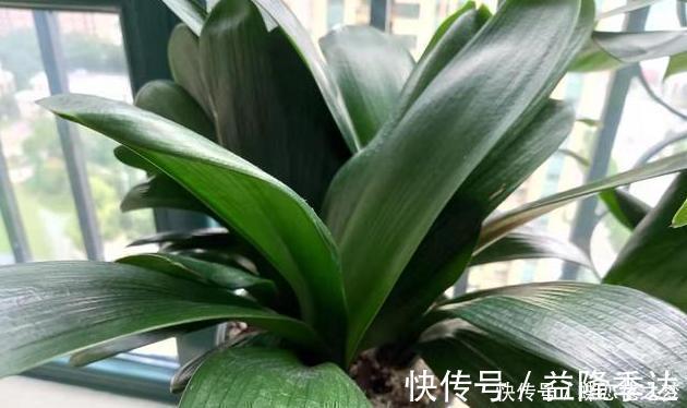 溶液|花期到了不开花用上1种“白粉末”,早晚浇一点,花多到压弯枝