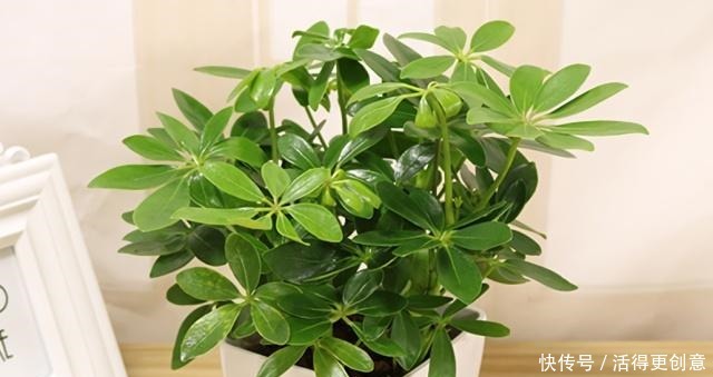 它是吉祥树，别名谐音“我掌财”，隔半月浇点“它”，枝叶密又绿！