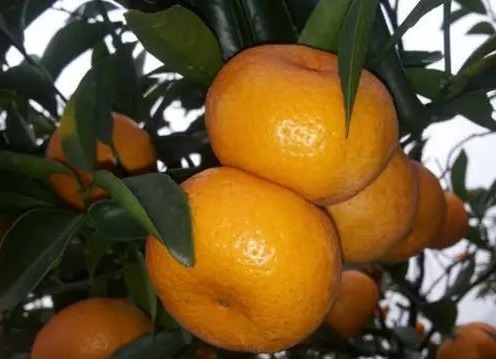 营养物质|这4种水果建议家长让孩子常吃,能增强免疫力,还能缓解眼睛疲劳