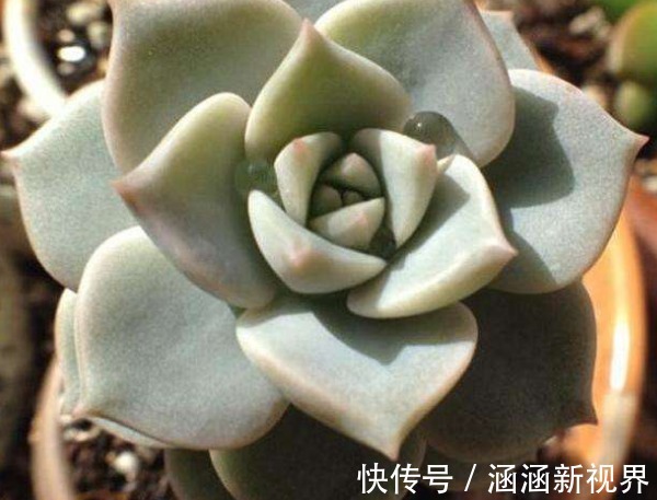 多肉植物叶片变薄怎么办教你3个小妙招,叶片肥厚,晶莹剔透