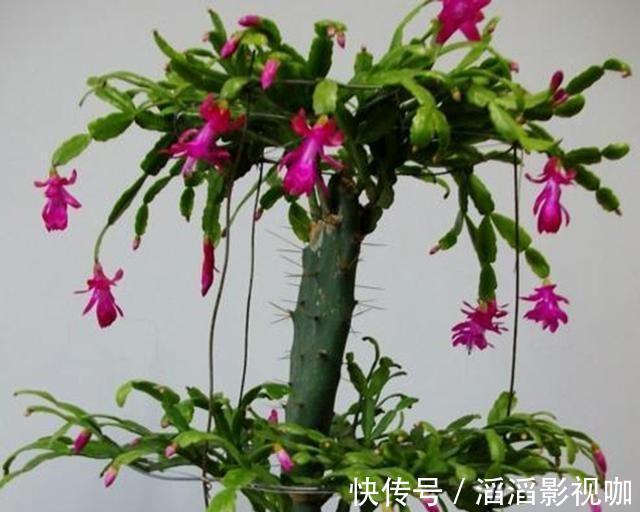 季节|嫁接蟹爪兰最好的“季节”,仙人掌割一刀,插上蟹爪兰,飞快开花