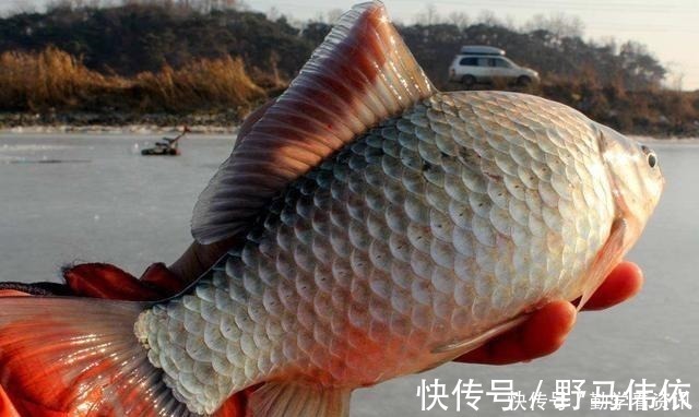 钓鱼|大鲫鱼藏在哪这5个地方都是鱼窝，看你错过了多少鱼