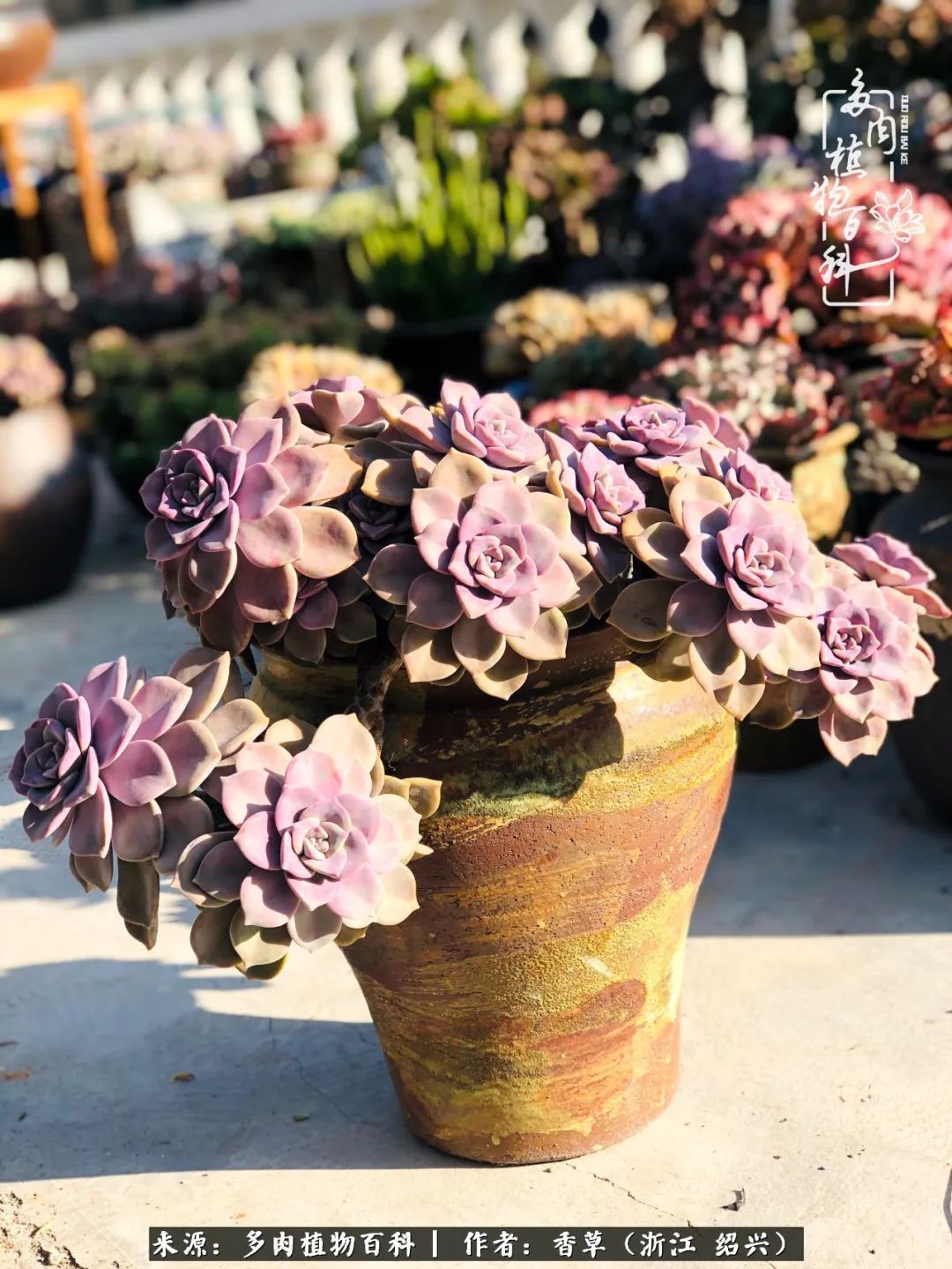 阳台上的一亩三分地,我愿与你一起,与时光媲美!