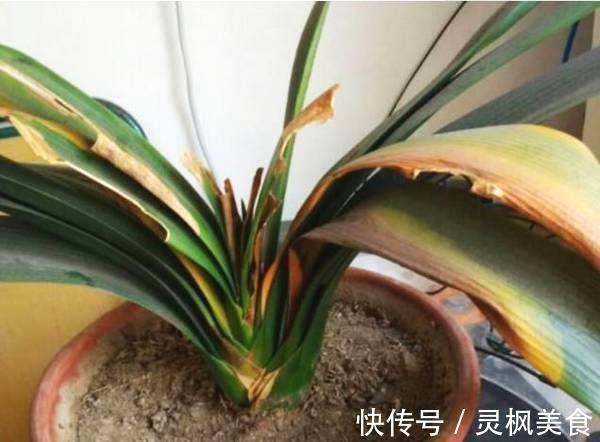 老花匠都“养不好”6种花,新手慎买!刚买来烂根黄叶、掉花苞