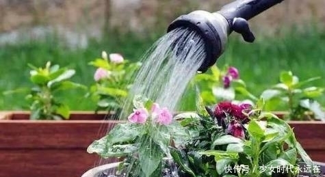 花卉|室内养护花卉的3个浇水原则，学会了再也不怕把花浇死了