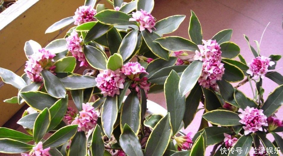 最芳香的花，花开一朵，满室飘香，花期长，种植简单，是盆栽佳品