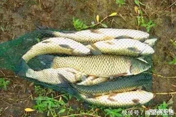 玉米粉|夏季钓草鱼,关键在于用饵,三种味型的自制饵料,通杀各种水域