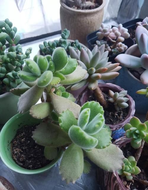 夏季怎么预防多肉黑腐呀？