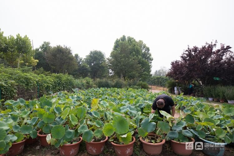 荷花|【组图】一人一狗一院花，济南大明湖35年“养荷人”的故事