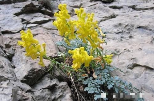 野草|农村一种野草,常生于岩石上,550元一斤,你们认识吗