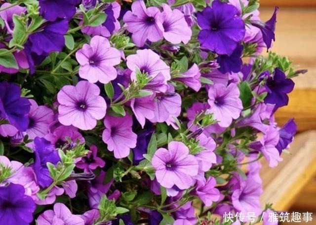 总是养不好绿萝?不妨养3种“懒人花”,放阳台上晒,开满花!