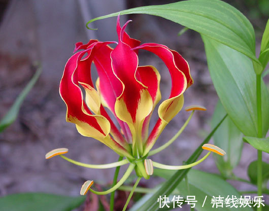 一种可以爬墙的百合，高贵又典雅，人称“嘉兰百合”，好养吗