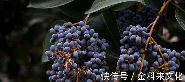 亚健康|此物滋养肝肾、充盛精血,退阴虚之火,生发黑发、明目,平血之压