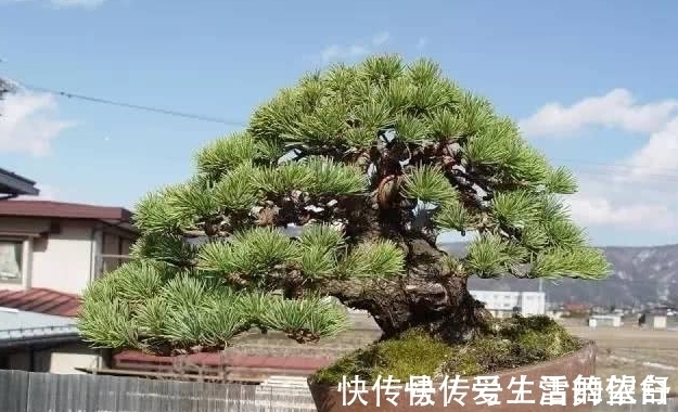 中国|6种高端松树盆景,日本品种占一半,最后1个却是中国一级保护植物