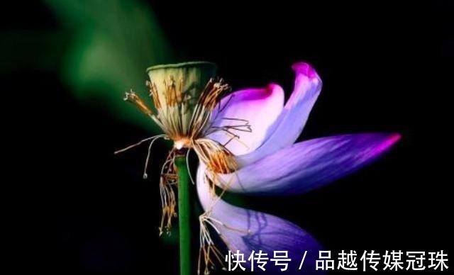 这首诗@苏轼少为人知的一首诗, 却最值得我们铭记在心!