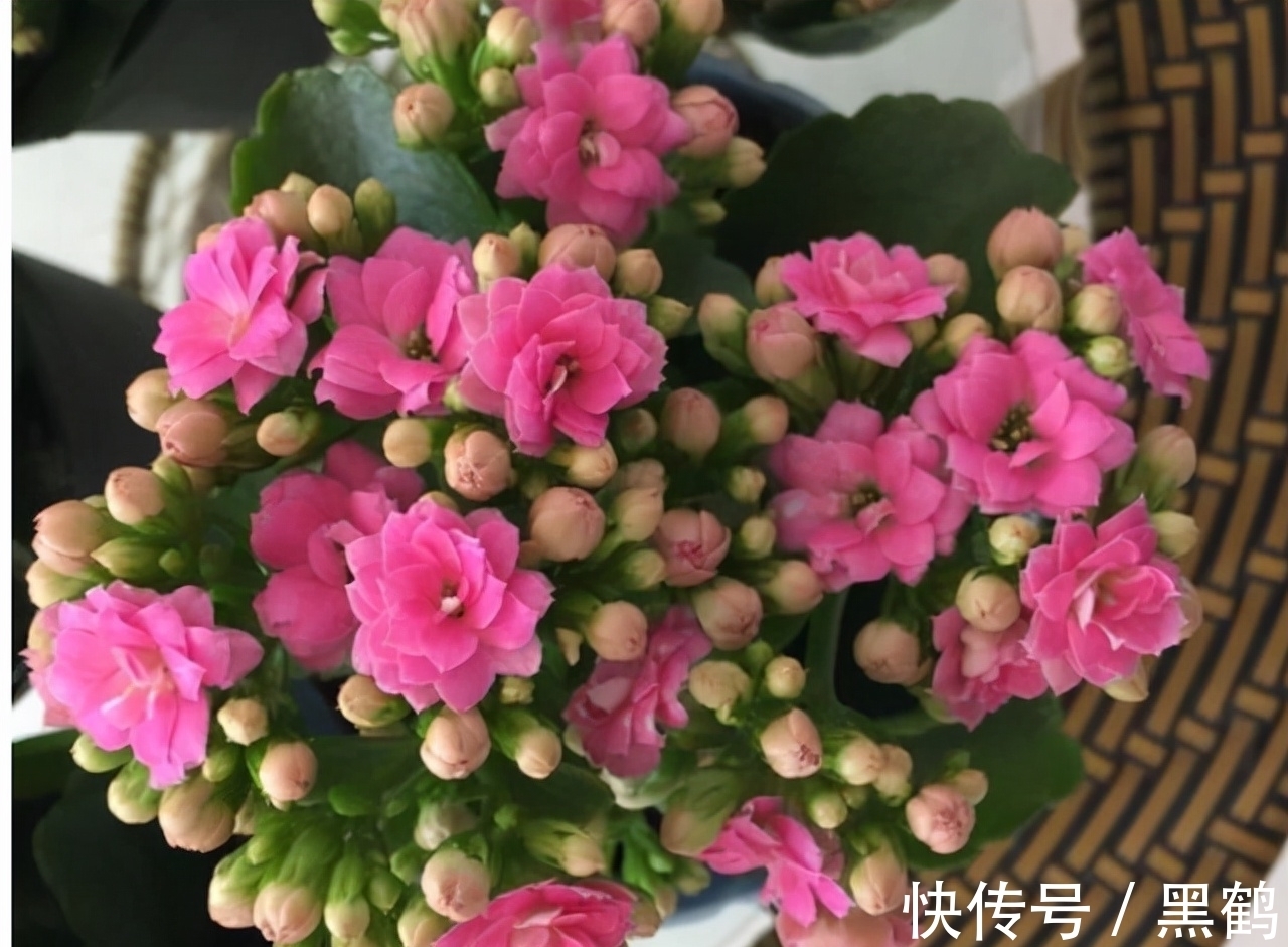 花市上的长寿花满头花苞?原来有“猫腻”,咱也学一学