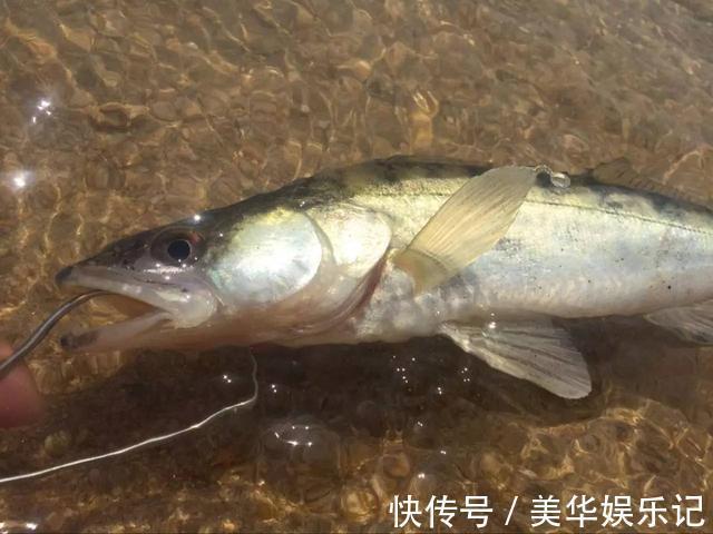 临沂|凶猛梭鲈鱼入侵山东多地，临沂钓鱼人：钓了几条，以为是鳜鱼