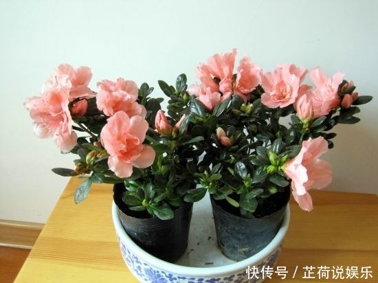 杜鹃花度夏难赶紧换位置,不长斑不招虫,秋天猛开花!