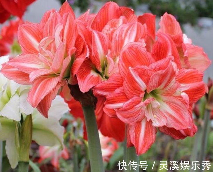 4种花很耐养,沾土就能活,浇水就疯长,不易生病好养护