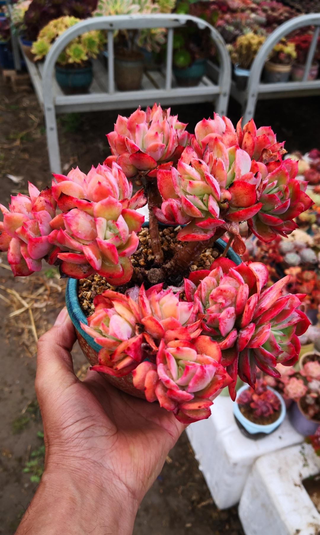 这“三多肉”是缀化小能手,无需掐剪,就能“密密麻麻”蹿满芽