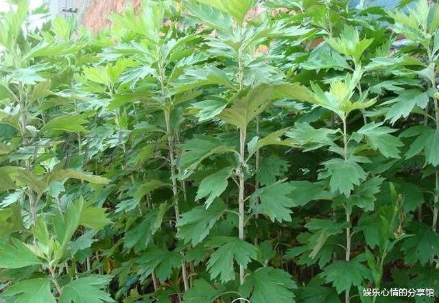 艾叶煮水后用来洗头，有什么用？坚持一个月左右，好处就来了