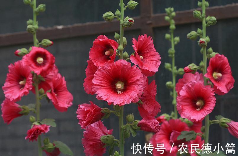 千里之香|养花试试这几款,在庭院里多种一些直接开成花海,特别的漂亮