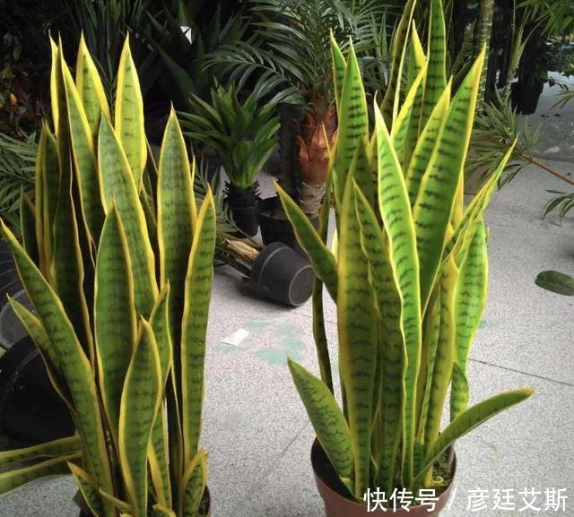 养护|家里有“甲醛”,别忘了养“2种花”,放1盆,甲醛浓度“降低”